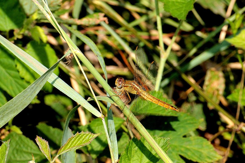 Crocothemis erythraea femmina?